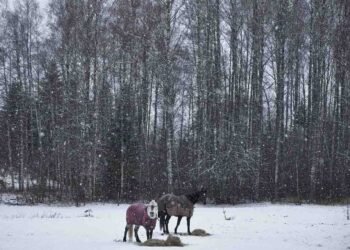 No Snow, No Rain: Uttarakhand’s Apple Growers Face a Deepening Climate Crisis