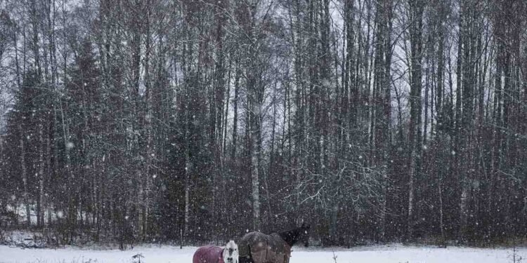 No Snow, No Rain: Uttarakhand’s Apple Growers Face a Deepening Climate Crisis