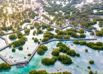 AI-Based Mangrove Monitoring Project Launched in Abu Dhabi With TAQA Support